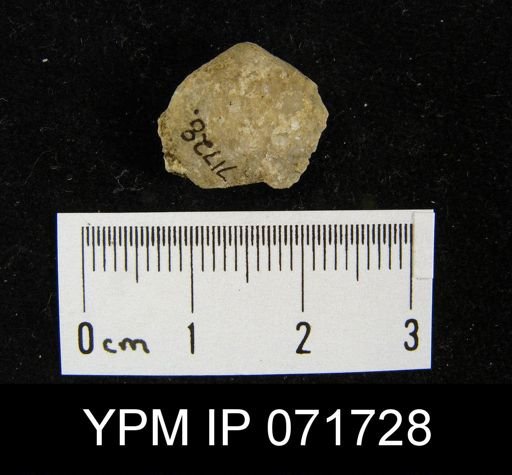 Merista tennesseensis