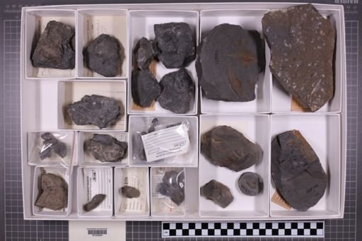 mixed taxa, stratigraphic collection