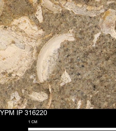 undet. Mollusca