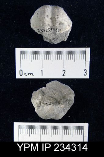Marginifera wabashensis