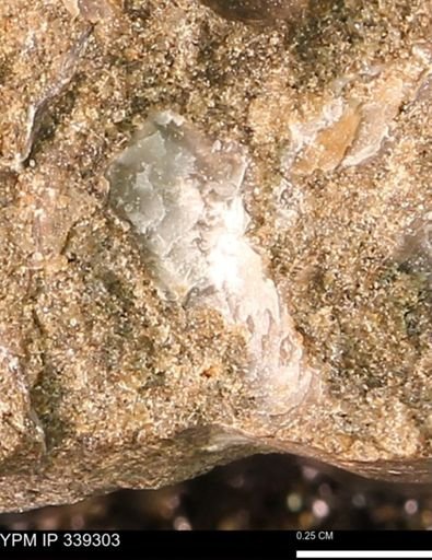 Ostreidae?