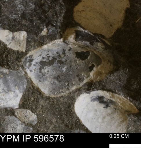undet. Mollusca