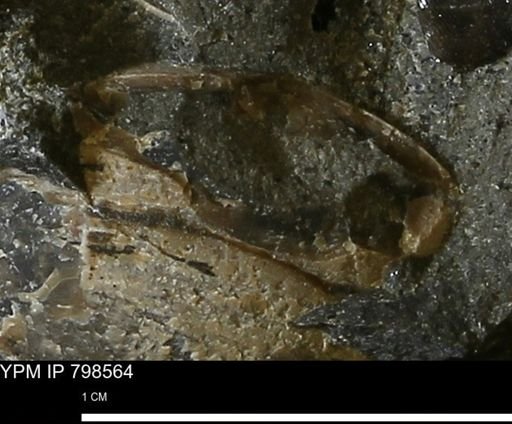 undet. Mollusca