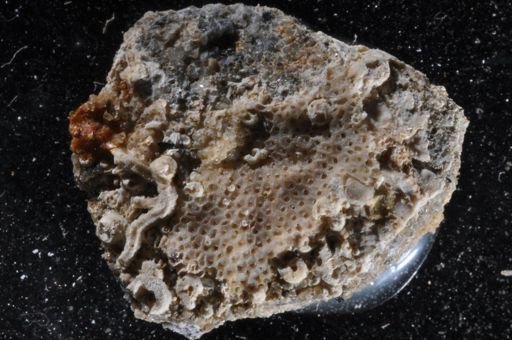 Floridina antiqua