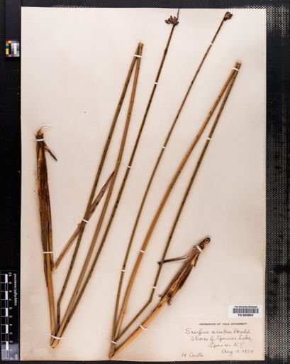 Scirpus acutus
