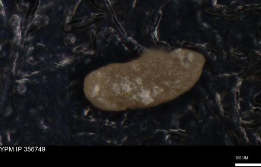 undet. Foraminiferida