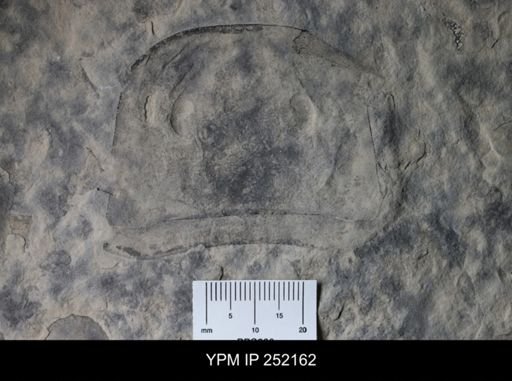Eurypterus sp.