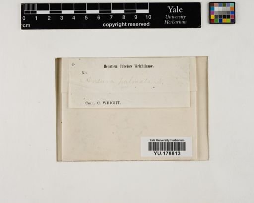 Plantae