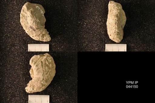 Hoploscaphites nicolletii