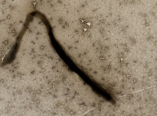 Ichthyosporidium