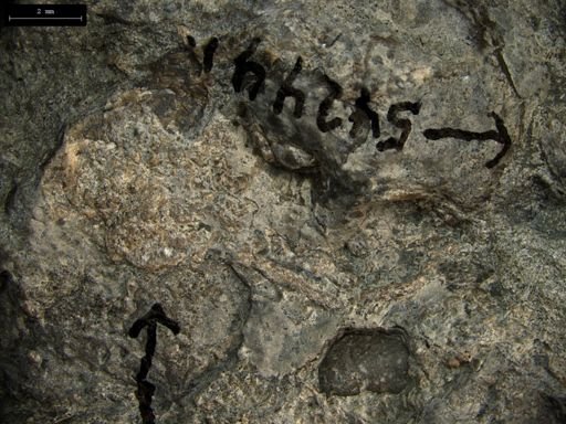 Aplocoma damesii