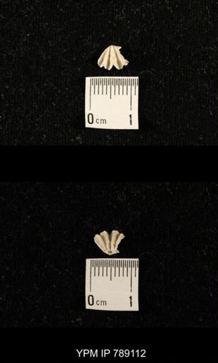 undet. Brachiopoda