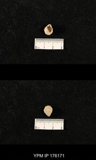 Dielasma sp.