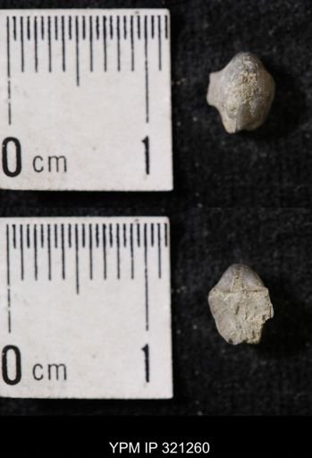 Ambocoelia sp.