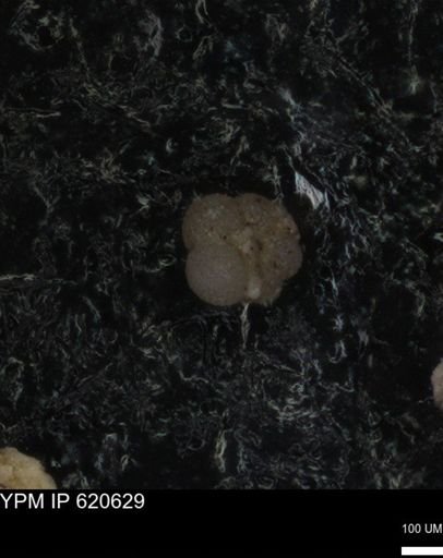 undet. Rugoglobigerinidae