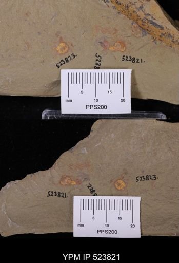 undet. Xiphosurida