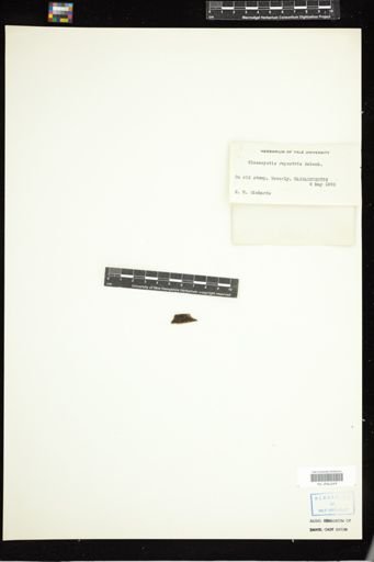 Gloeocystis rupestris