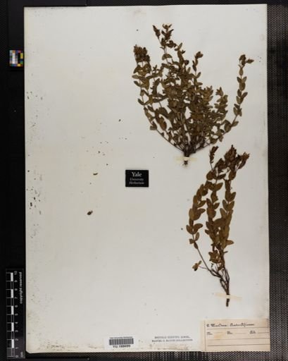 Plantae