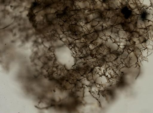 Callyspongia vaginalis