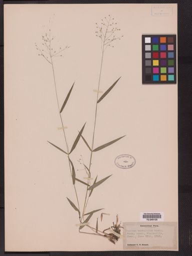 Panicum barbulatum