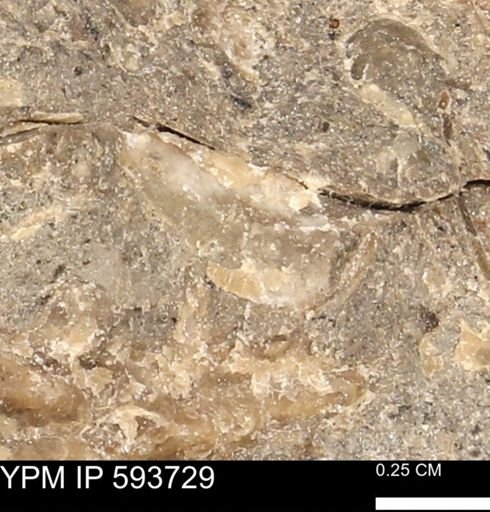 Baculites sp.