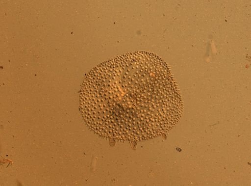Lagisca floccosa