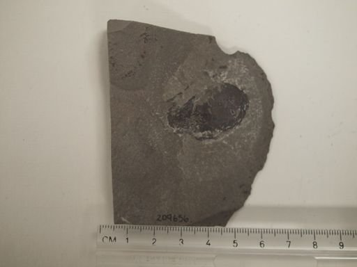 undet. Mollusca