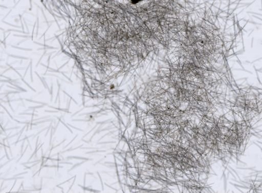 Tedania sp.