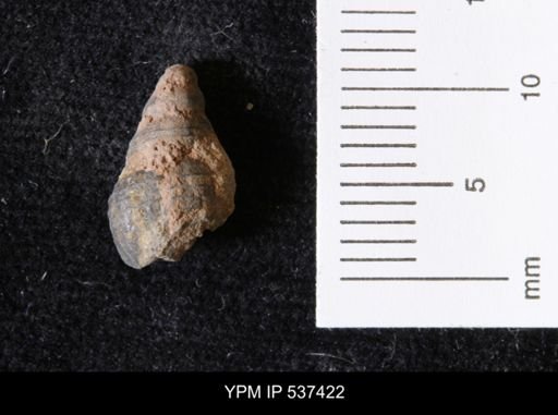 Goniobasis ortmanni
