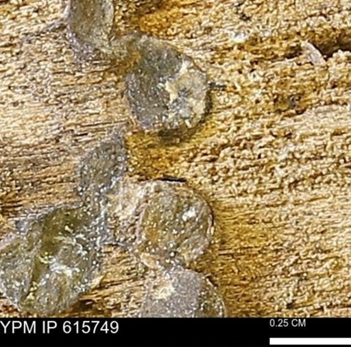 Teredo sp.
