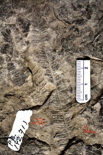 Pecopteris sp.