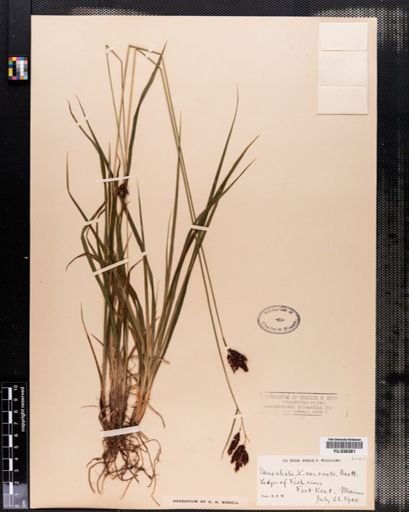 Carex