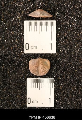 Dalmanella testudinaria