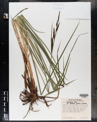 Carex scopulorum