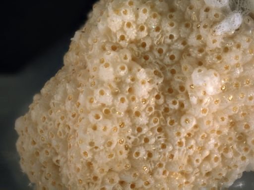 Turbicellepora aff. bernardii