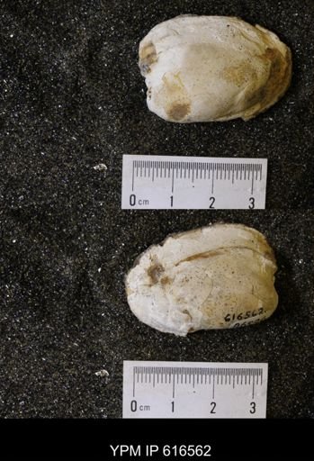 Corbicula?