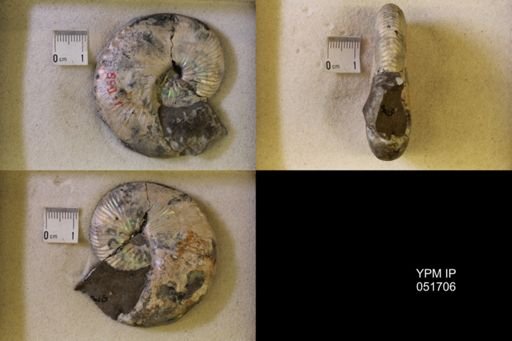 Hoploscaphites nicolletii