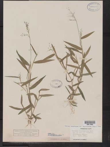 Panicum lanuginosum