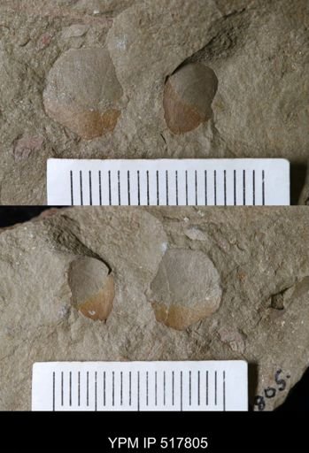 undet. Brachiopoda