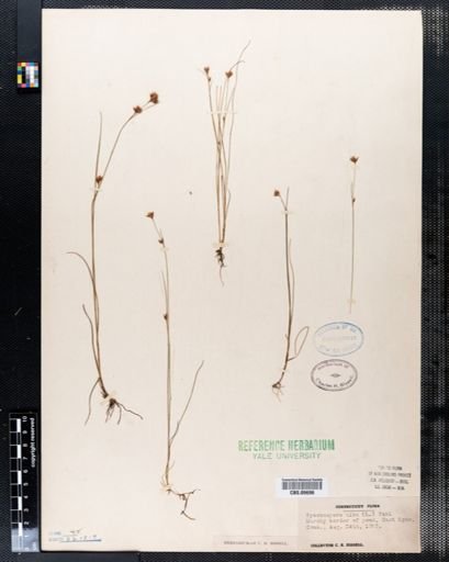 Rhynchospora alba