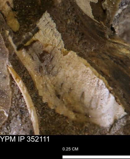 Parallelodon (Cosmetodon) sp.