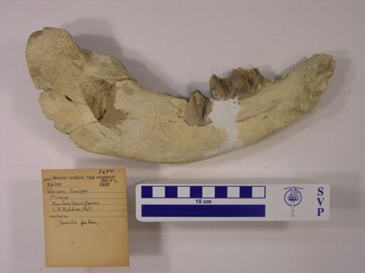 Teleoceras fossiger
