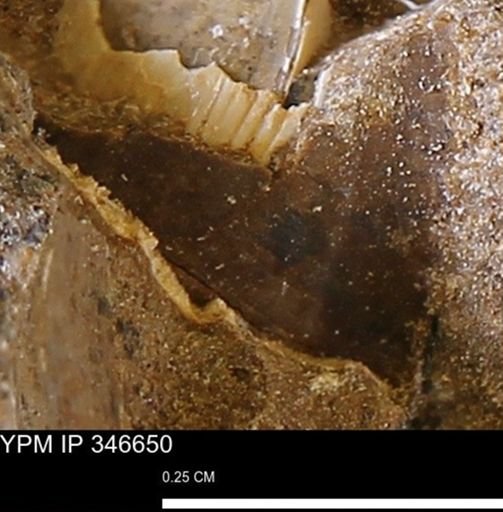 undet. Mollusca
