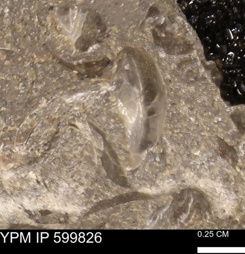 Protocardia subquadrata