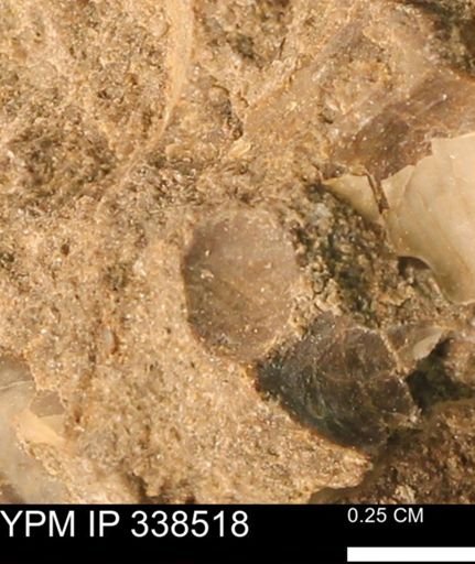 undet. Mollusca