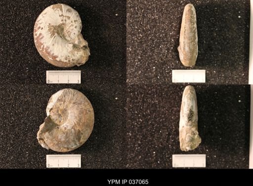 Hoploscaphites nicolletii