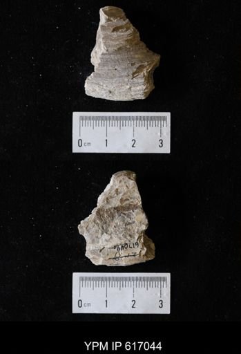 Plesielliptio sp.