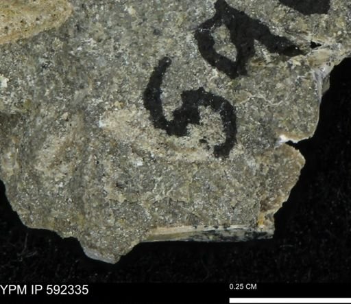 undet. Mollusca