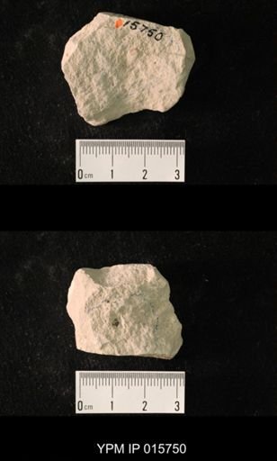 Pycnoblattina