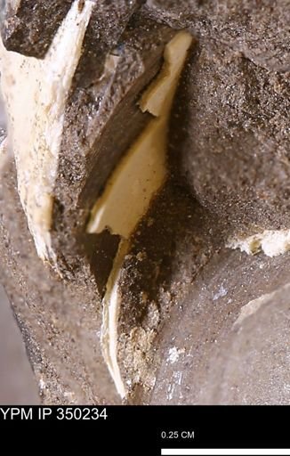undet. Bivalvia